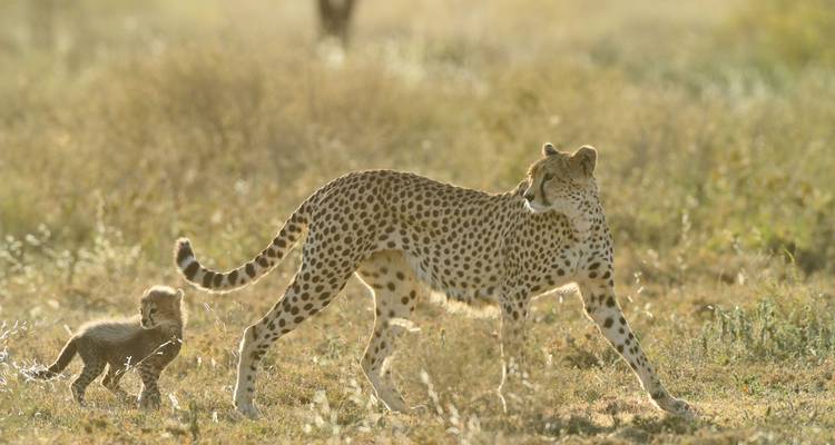 Jachtluipaard en welp lopend in een savannalandschap.