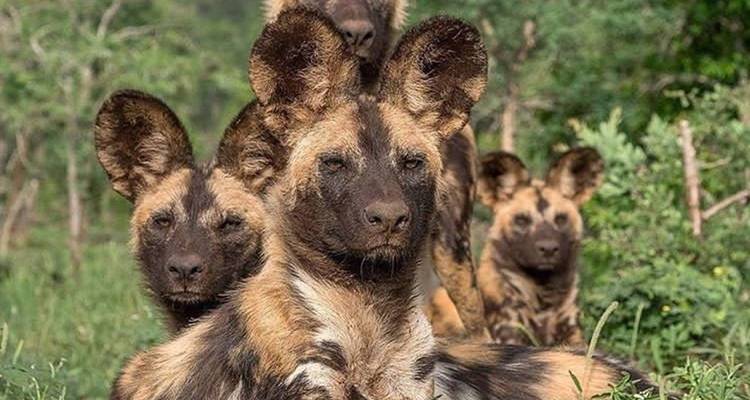Groep van vier wilde honden in een grasrijke omgeving.