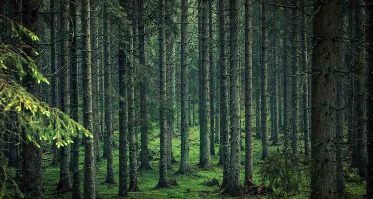 Forêt dense avec de grands arbres.