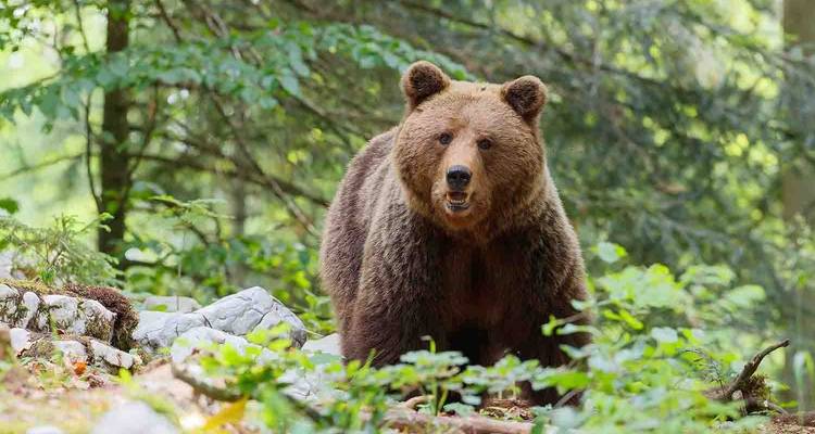 Un ours brun dans un cadre forestier.
