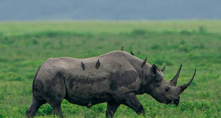 Nashorn beim Grasen in der Savanne mit Vögeln auf dem Rücken.
