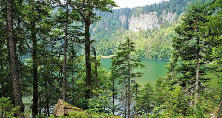 Forested area with a view of a calm lake.