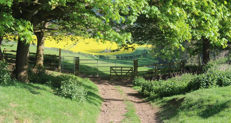 Countryside path leading to yellow fields under trees.