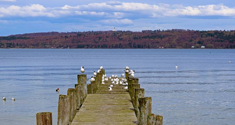 Des mouettes assises sur une jetée en bois au bord d'un lac.