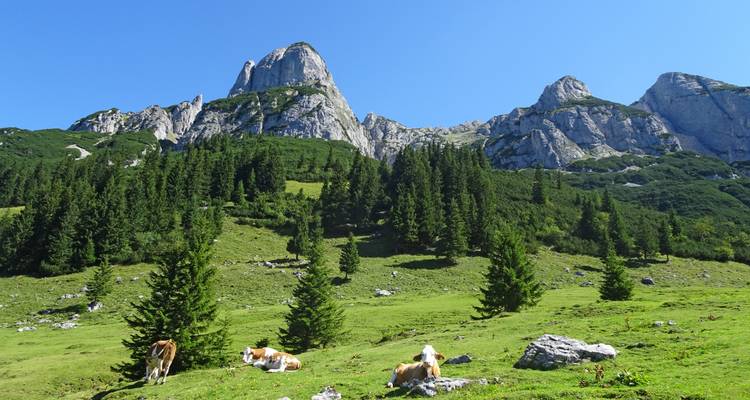 Berglandschaft mit Grasfeldern, Tannen und felsigen Gipfeln.