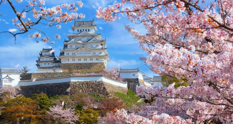 Schloss Himeji eingerahmt von blühenden rosa Kirschblüten unter einem strahlend blauen Frühlingshimmel