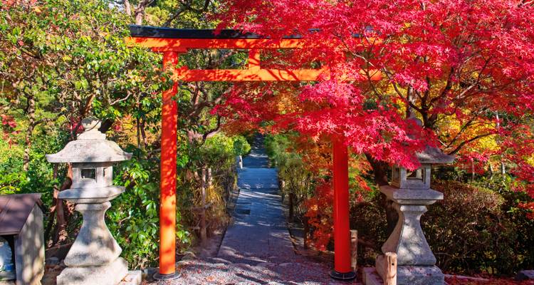 Leuchtend rotes Torii-Tor umgeben von feurigen Herbstblättern am Eingang eines Waldweges