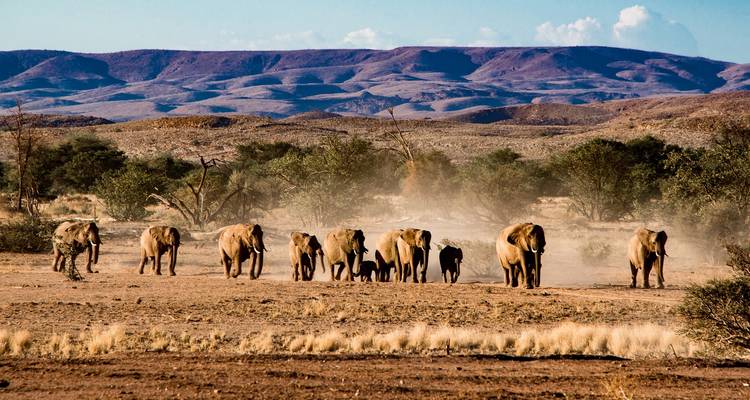 Troupeau d'éléphants marchant dans un paysage de savane poussiéreuse.