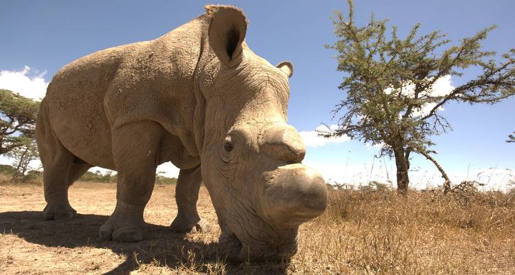 Ein großes Nashorn beim Grasen mit einem Baum und blauem Himmel im Hintergrund.