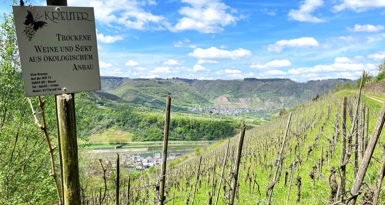 Nahaufnahme eines Weinberg-Schildes für biologischen Weinanbau vor dem Hintergrund kahler Rebstöcke.