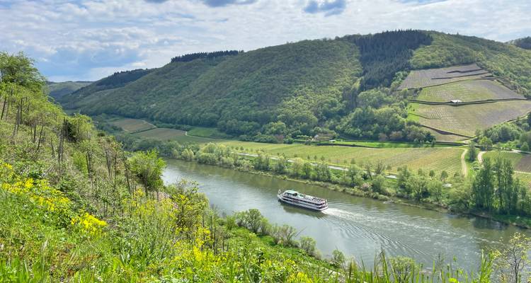 Flusskreuzfahrtschiff navigiert durch einen ruhigen Abschnitt der Mosel, gesäumt von Flickenteppichfeldern.