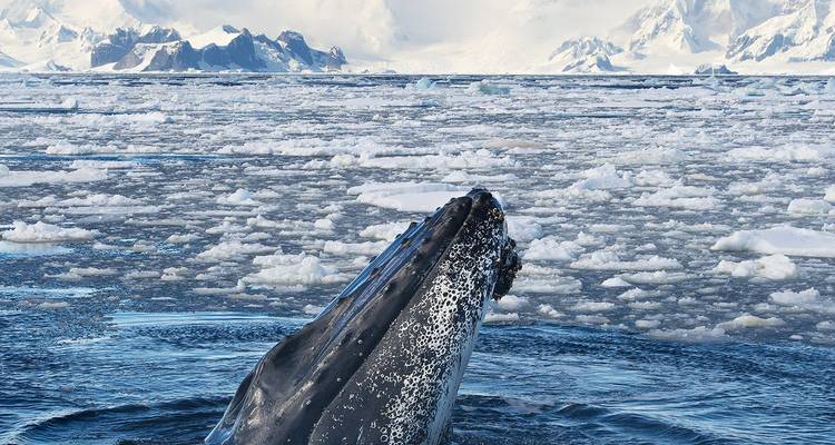 Cabeza de ballena jorobada emergiendo entre témpanos de hielo marino con montañas antárticas nevadas de fondo.