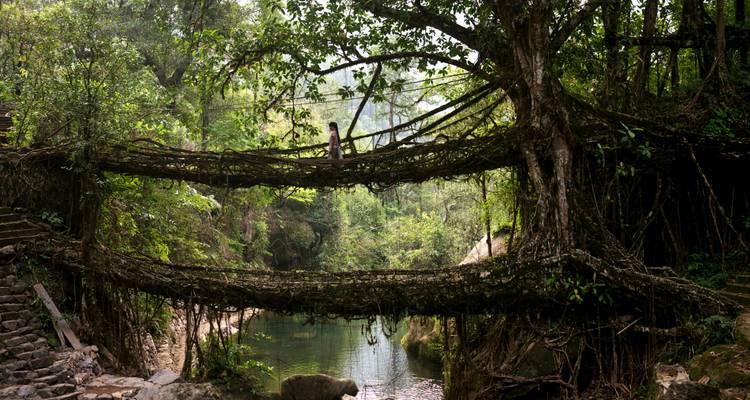 Doppelstöckige lebende Wurzelbrücke inmitten üppigen Grüns.