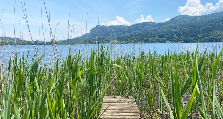 Hohe grüne Schilfhalme rahmen einen strahlend blauen See mit bewaldeten Hügeln und flauschigen Wolken im Hintergrund ein.