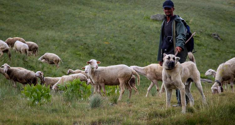 Hirte mit seinem Hund und Schafen, die an einem Hang grasen.