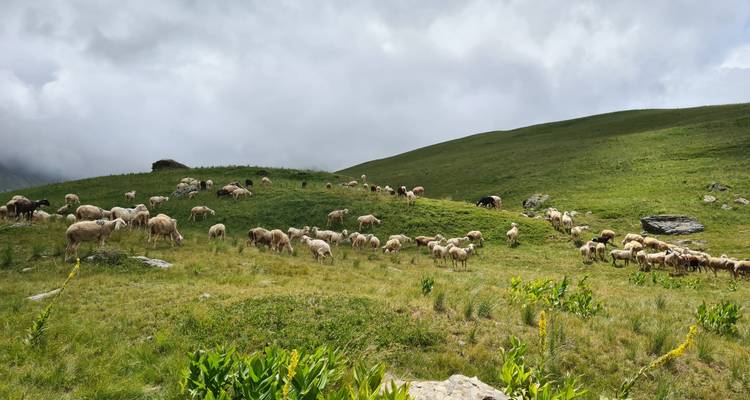 Schafherde, die auf einem üppigen grünen Hügel weidet.
