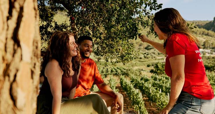 Conversation de groupe sous un arbre ombragé dominant des rangées de vignes par une belle journée.