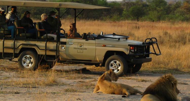 Een safariauto met toeristen die leeuwen observeren die vlakbij in een park liggen.