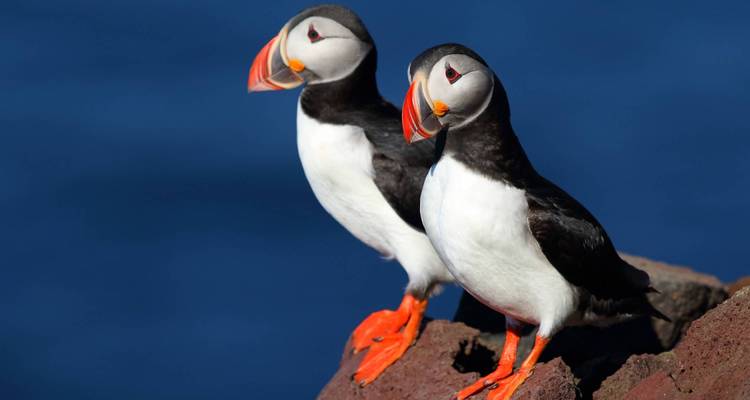 Two puffins standing on a rock with a blue background