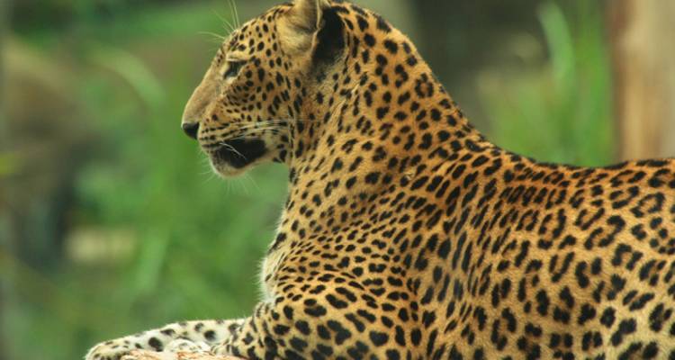Un leopardo descansando en el suelo en un entorno similar a un zoológico.