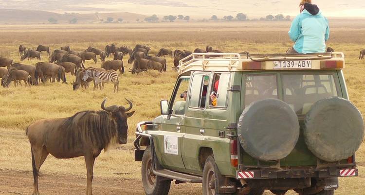 Een safariwagen in een grasland met gnoes en zebra's.