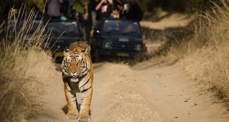 A tiger walking on a dirt road with safari vehicles in the background.