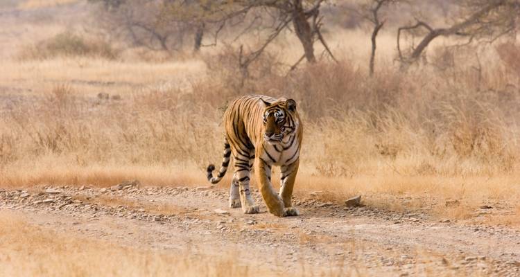 A tiger walking through dry grass in a natural setting.