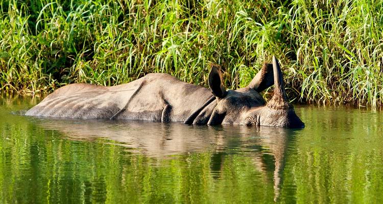 Ein Rhinozeros, das in einem von Gras umgebenen Fluss untergetaucht ist.