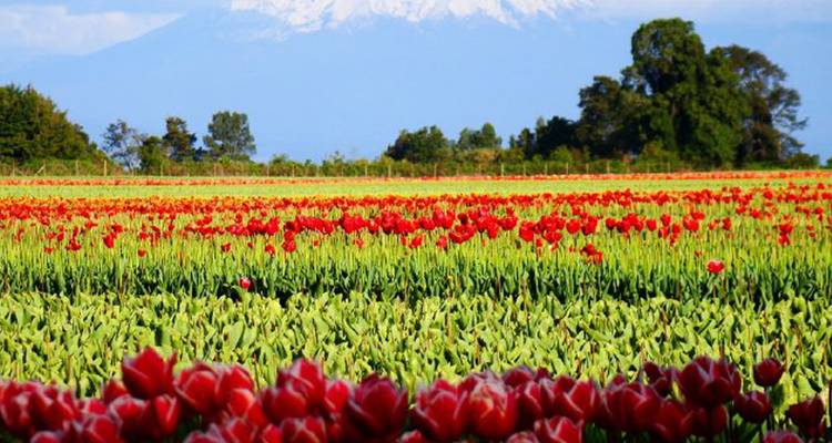 Campo de tulipanes vibrantes con una montaña nevada al fondo.