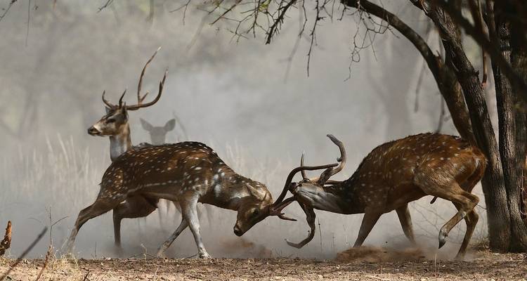 Hirsche kämpfen mit Geweihen in einem staubigen Wald.