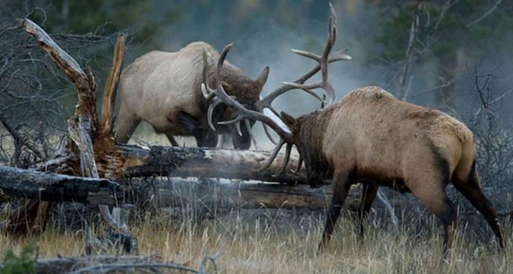 Zwei Hirsche, die ihre Geweihe im Wald kreuzen.