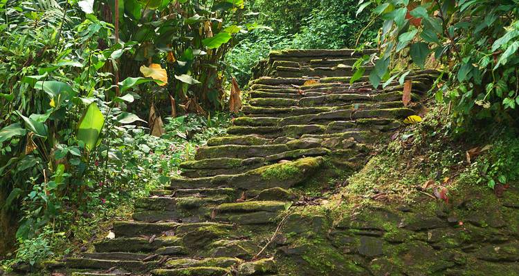 Escalones de piedra cubiertos de musgo rodeados de vegetación densa.