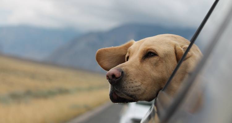 Dog enjoying a car ride with a landscape view.