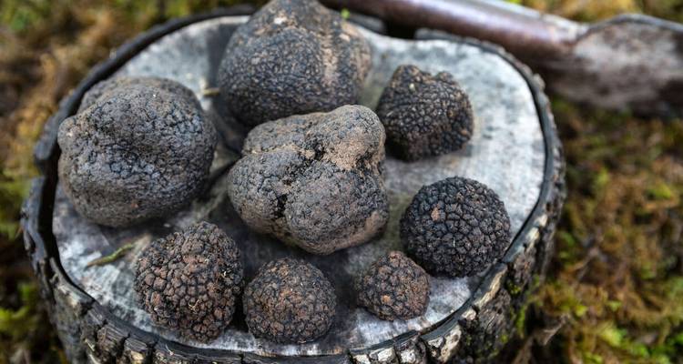 Nahaufnahme von Trüffeln auf einem Baumstumpf in einer Waldumgebung.
