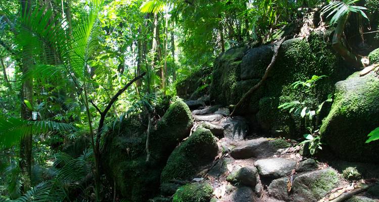 Rocky, moss-covered jungle trail winds through dense green rainforest.