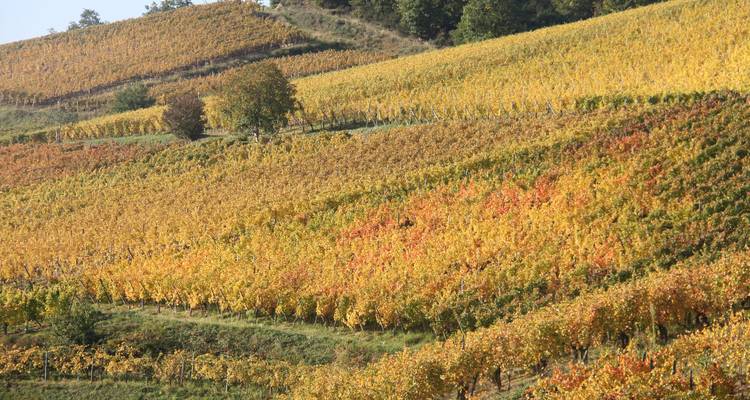 Vignobles aux couleurs d'automne avec des collines ondulantes en arrière-plan.