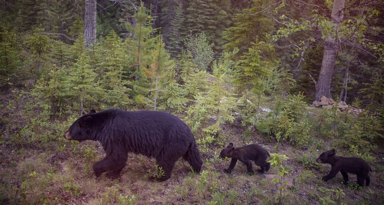 Mère ours noir guidant deux petits oursons à travers une forêt de montagne.
