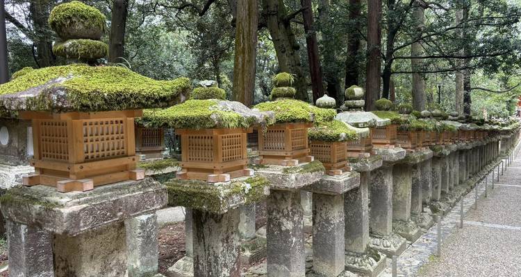 Moss-covered stone lanterns line a tranquil forest path in Nara’s Kasuga Shrine.