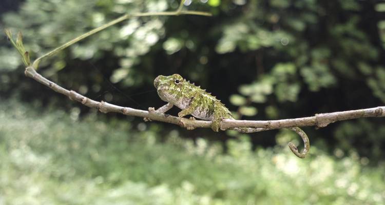 Caméléon perché sur une branche d'arbre dans une forêt dense.