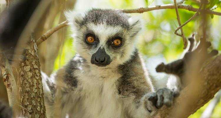 Portrait rapproché d'un lémur catta regardant à travers les branches d'un arbre avec des yeux d'un orange éclatant.