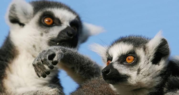 Highlights of Madagascar - G Adventures