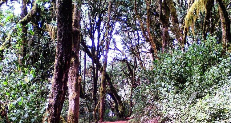 Sendero del bosque rodeado de árboles densos.