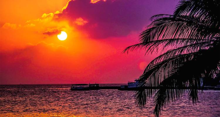 Bunter Sonnenuntergang mit einer Silhouette von Palmen.