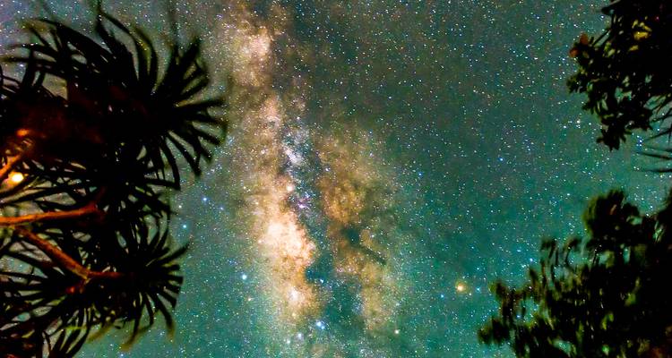 Nachthimmel mit sichtbarer Milchstraße und Baumsilhouetten.