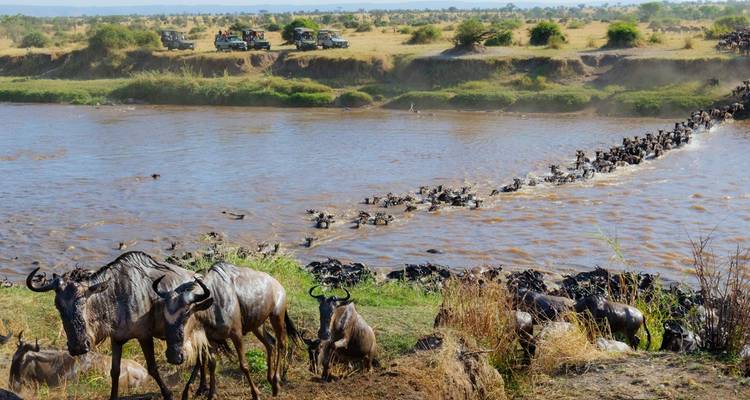 Große Wanderung von Gnus beim Überqueren eines Flusses.