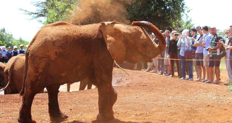 A baby elephant covered in mud being observed by a group of people.