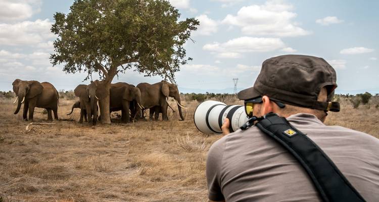 Photographer capturing a herd of elephants under a tree.