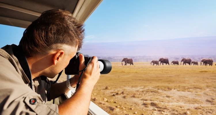Person photographing elephants across the savannah.