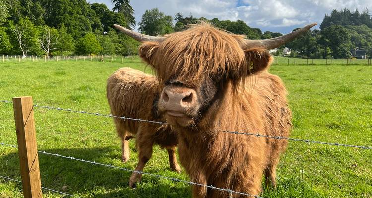 Bétail des Highlands avec de longues cornes se tenant dans un champ herbeux.
