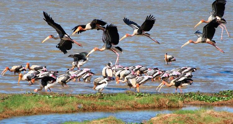 Grupo de cigüeñas coloridas junto a la orilla del agua, algunas en vuelo.
